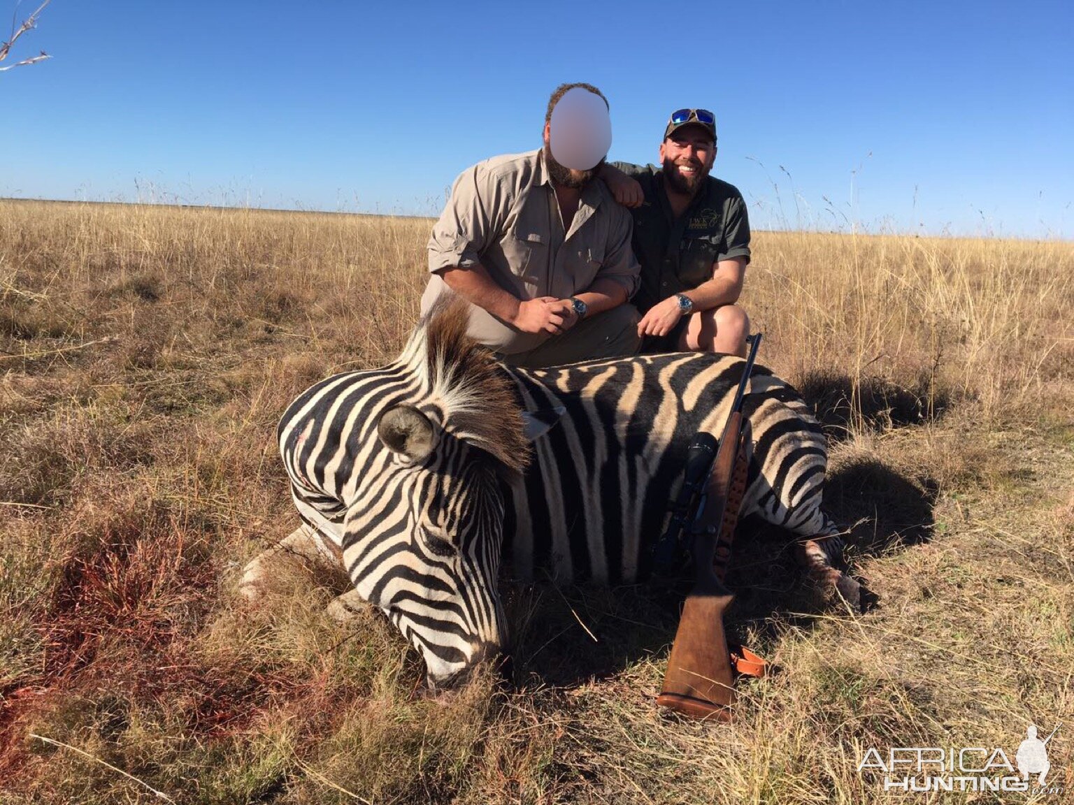 South Africa Burchell's Plain Zebra Hunting