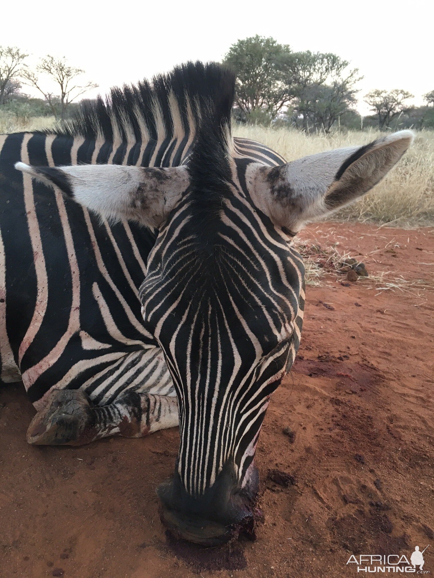 South Africa Burchell's Plain Zebra Hunting