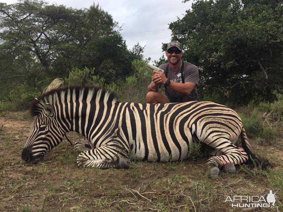 South Africa Burchell's Plain Zebra Hunting