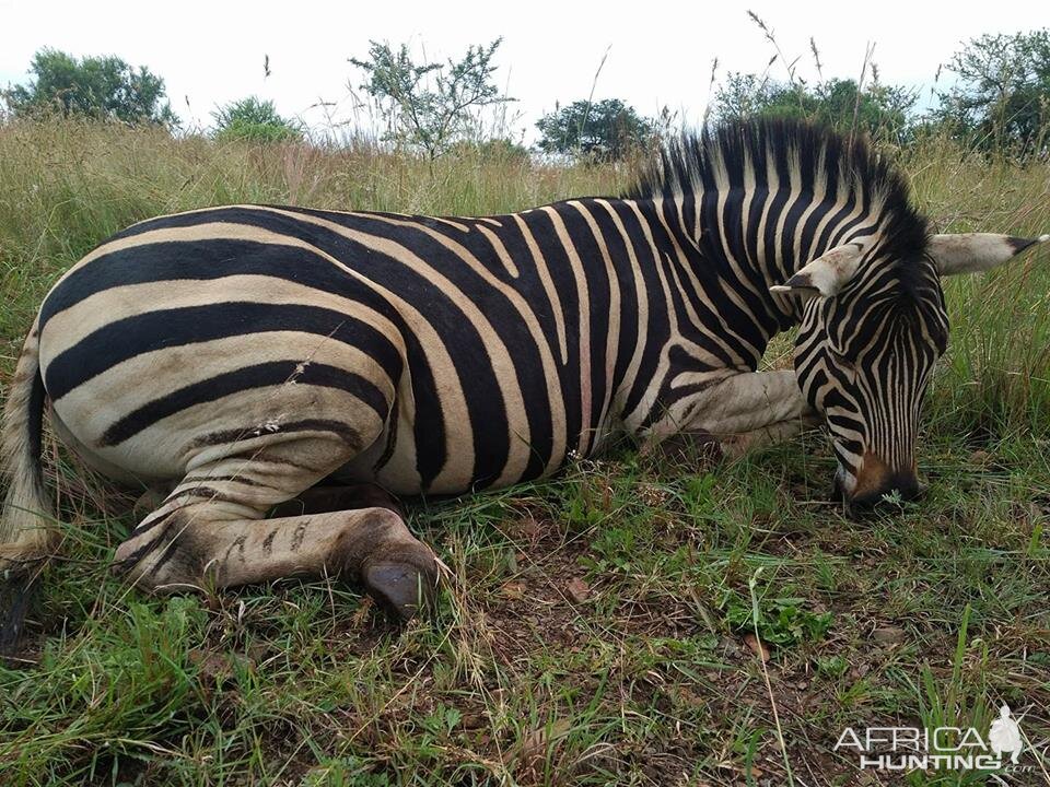 South Africa Burchell's Plain Zebra Hunting