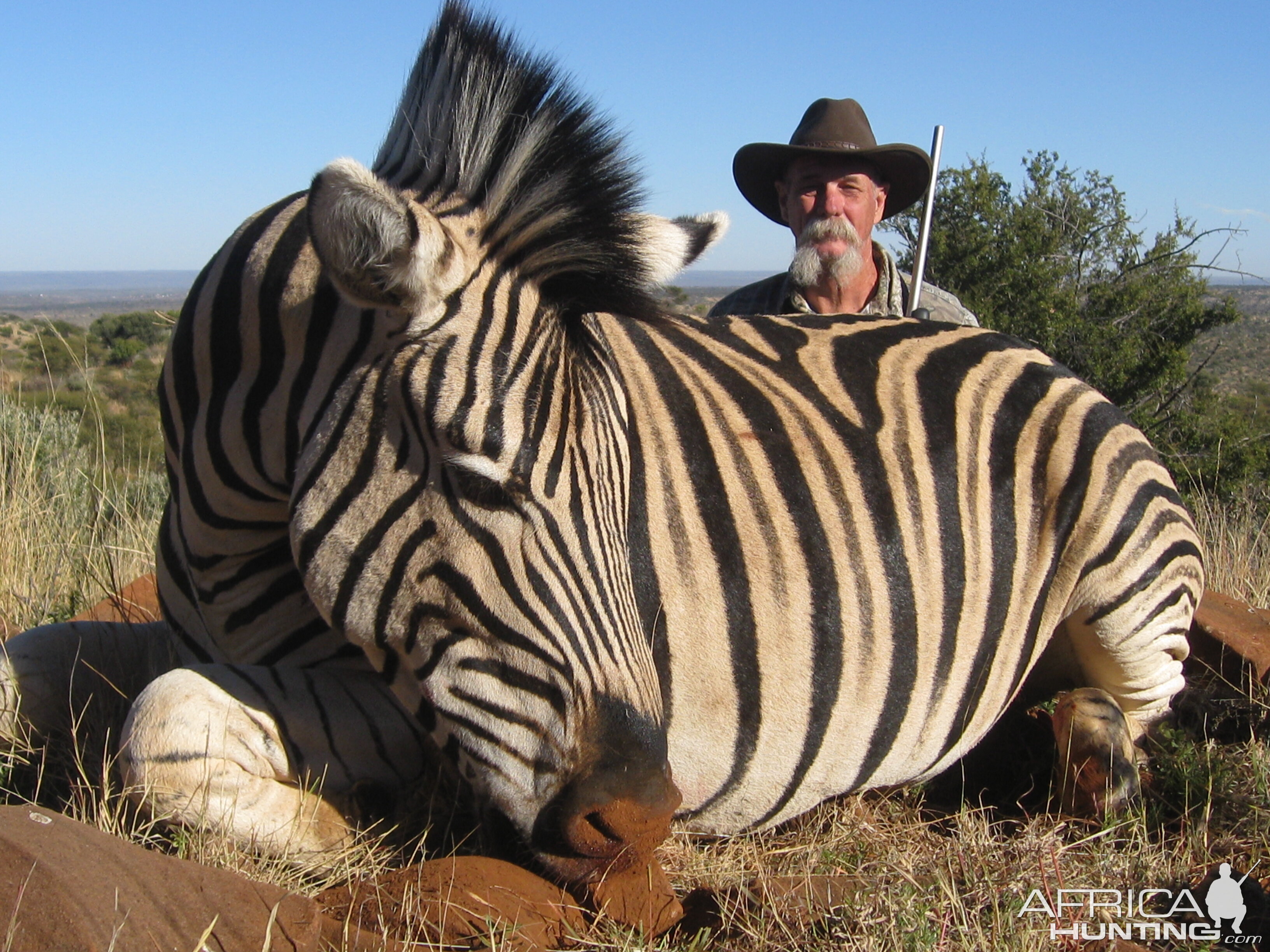 South Africa Burchell's Plain Zebra Hunting