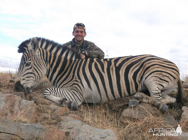 South Africa Burchell's Plain Zebra Hunting