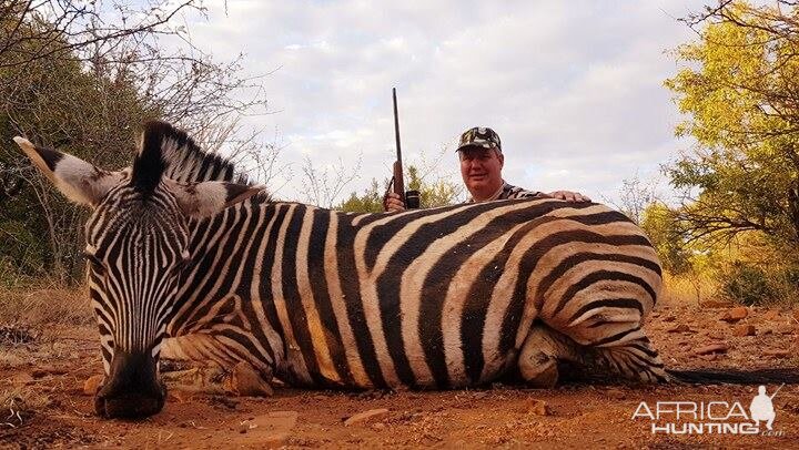 South Africa Burchell's Plain Zebra Hunting