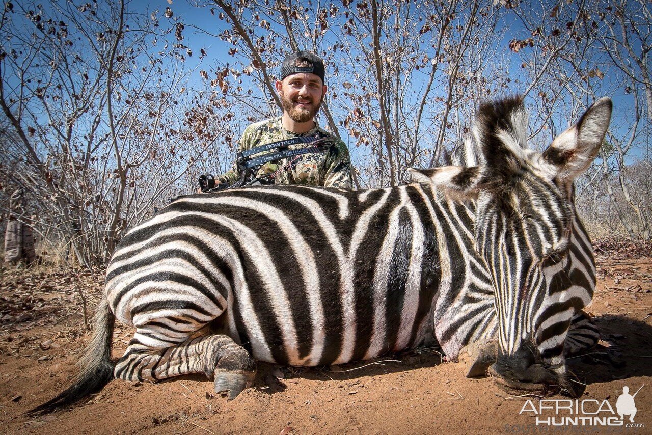 South Africa Burchell's Plain Zebra Hunting