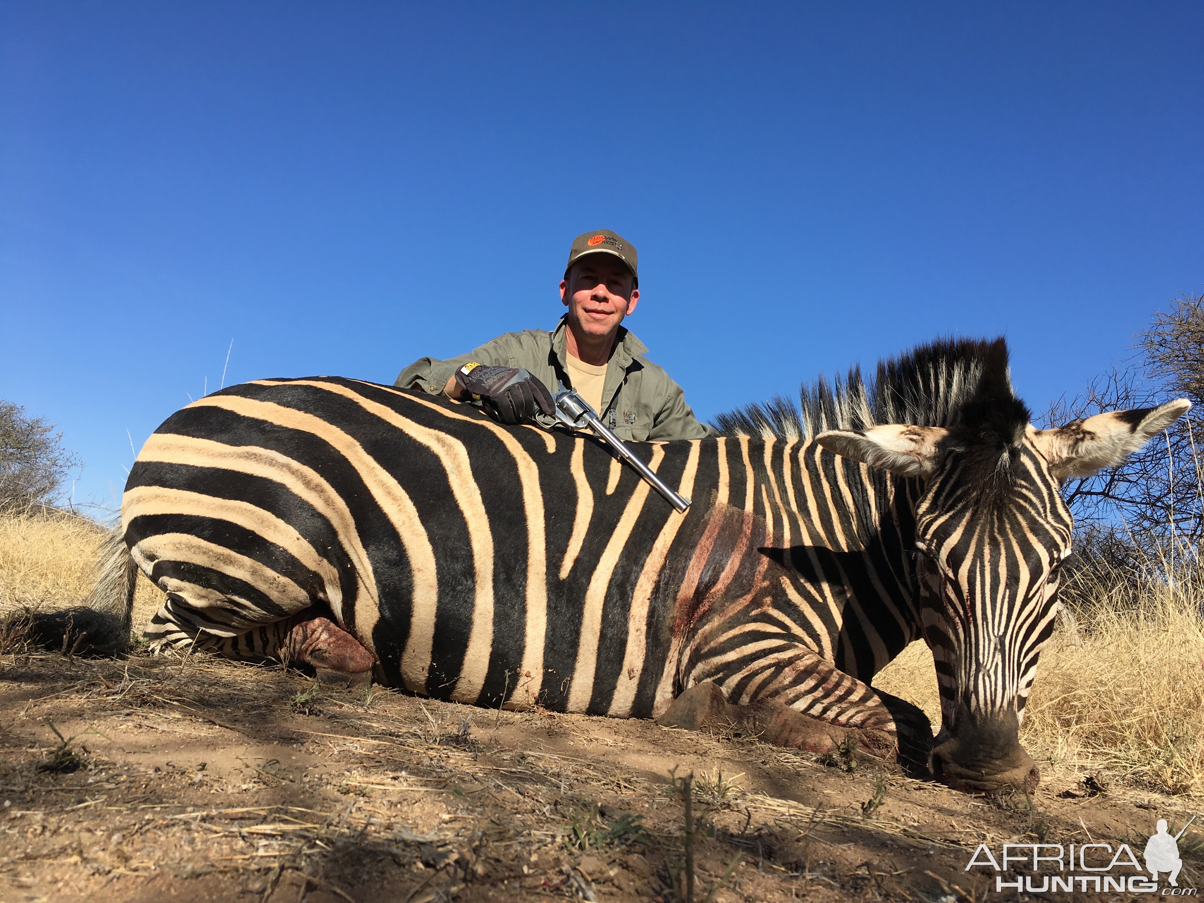 South Africa Burchell's Plain Zebra Hunting