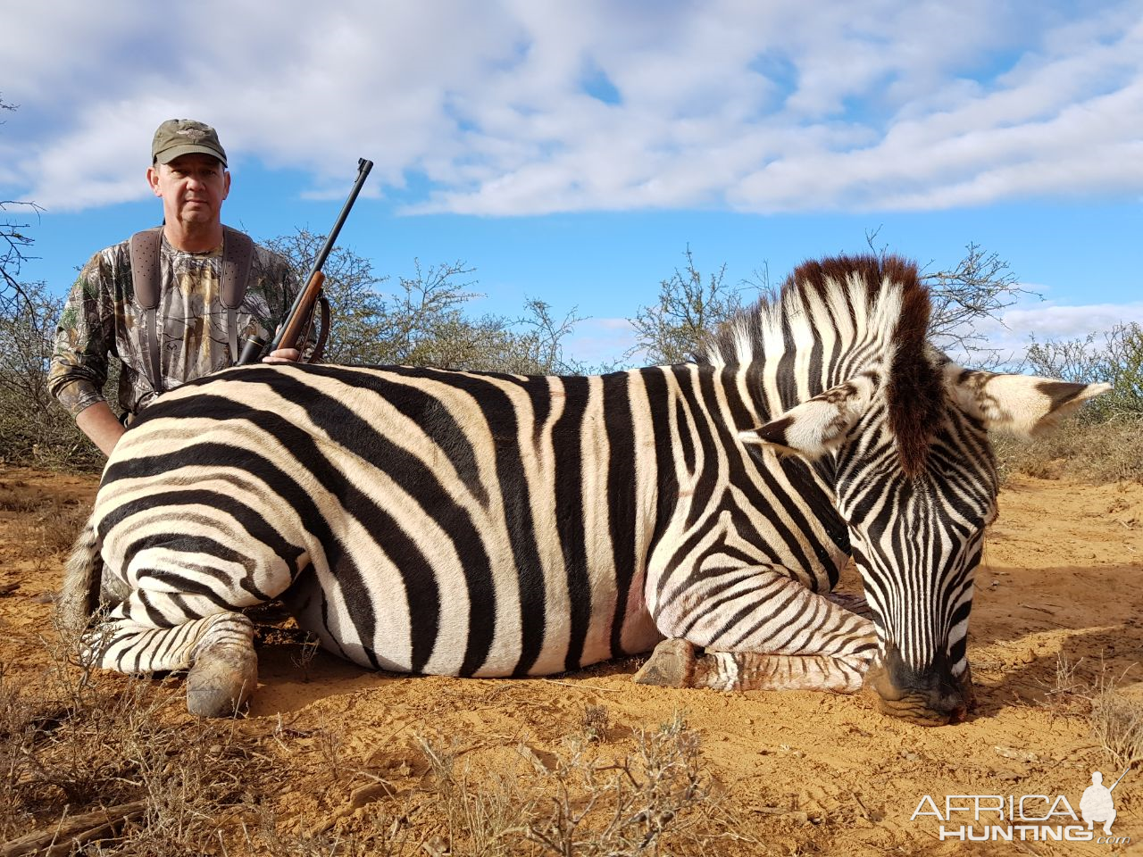 South Africa Burchell's Plain Zebra Hunting