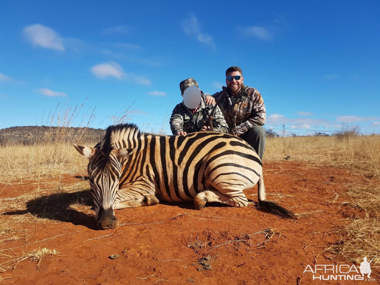 South Africa Burchell's Plain Zebra Hunting