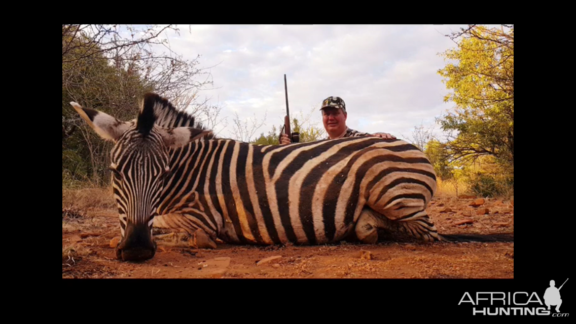 South Africa Burchell's Plain Zebra Hunting