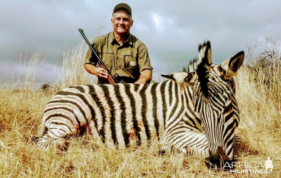 South Africa Burchell's Plain Zebra Hunting