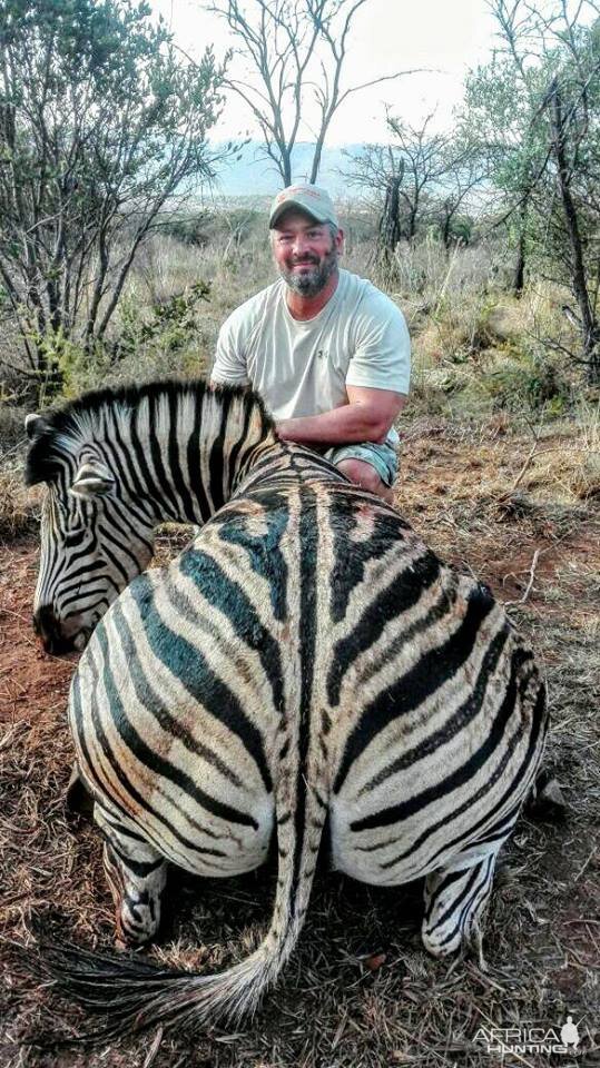 South Africa Burchell's Plain Zebra Hunting