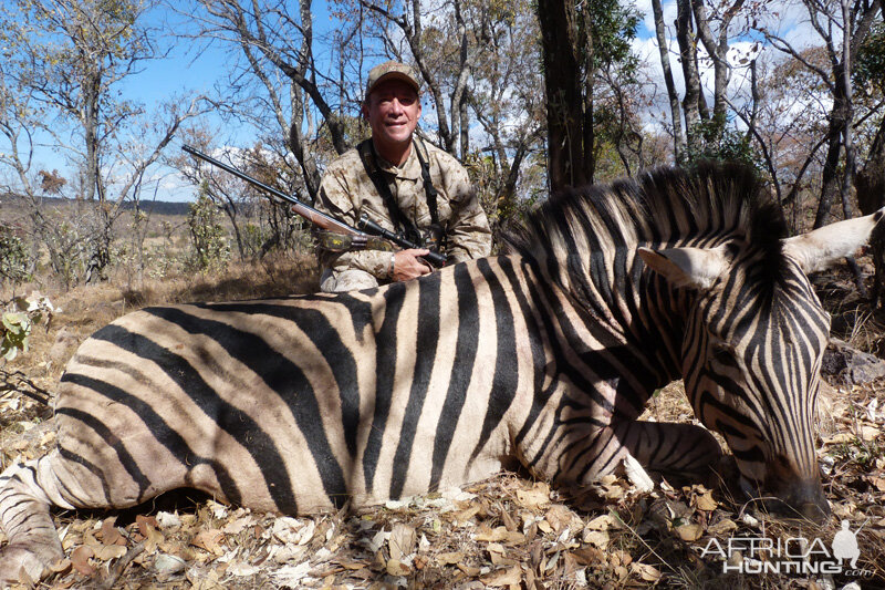 South Africa Burchell's Plain Zebra Hunting