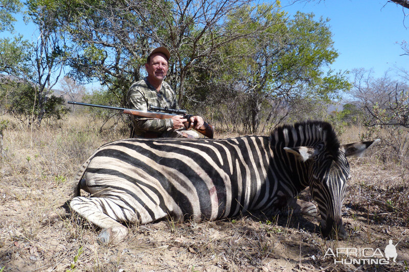 South Africa Burchell's Plain Zebra Hunting