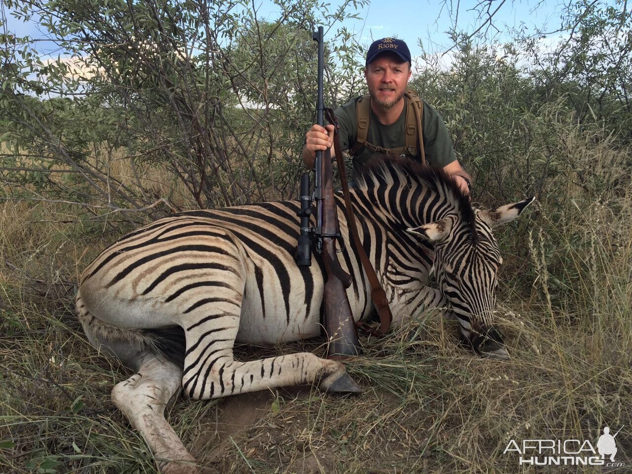 South Africa Burchell's Plain Zebra Hunting