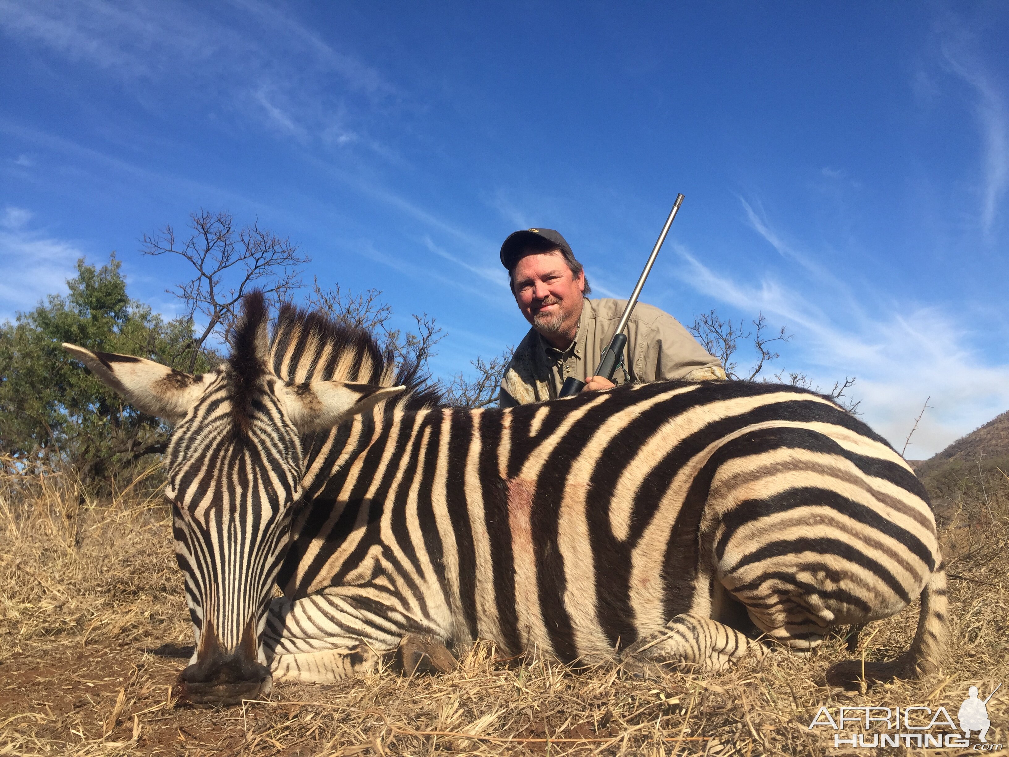 South Africa Burchell's Plain Zebra Hunting