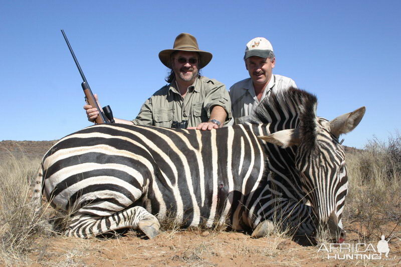 South Africa Burchell's Plain Zebra Hunting