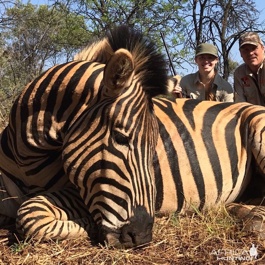 South Africa Burchell's Plain Zebra Hunting