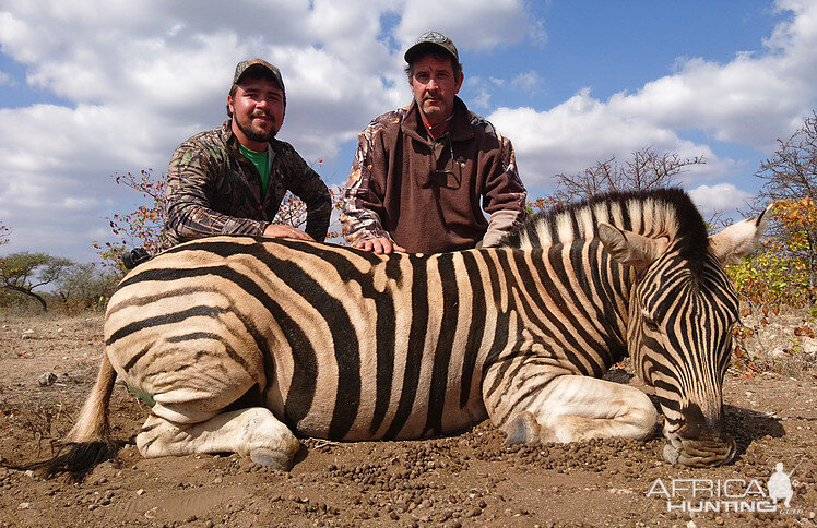 South Africa Burchell's Plain Zebra Hunting