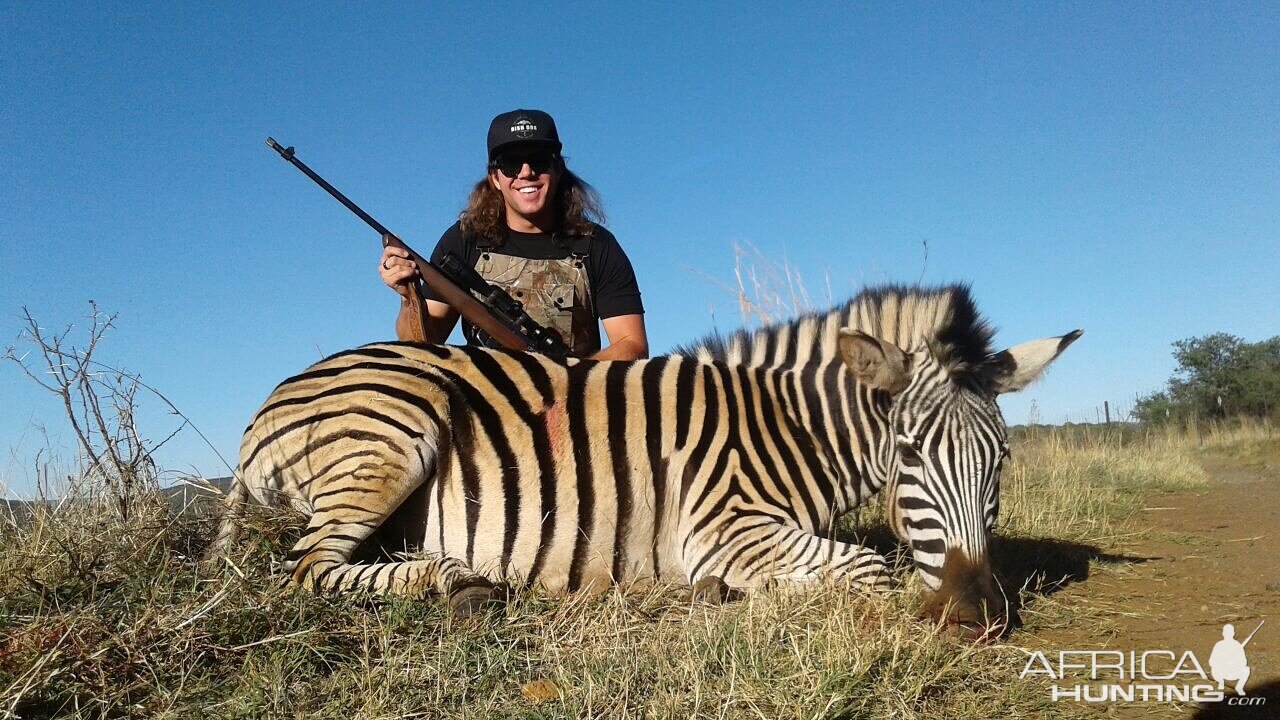 South Africa Burchell's Plain Zebra Hunting