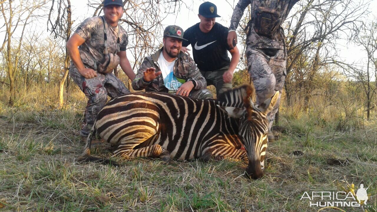 South Africa Burchell's Plain Zebra Hunting