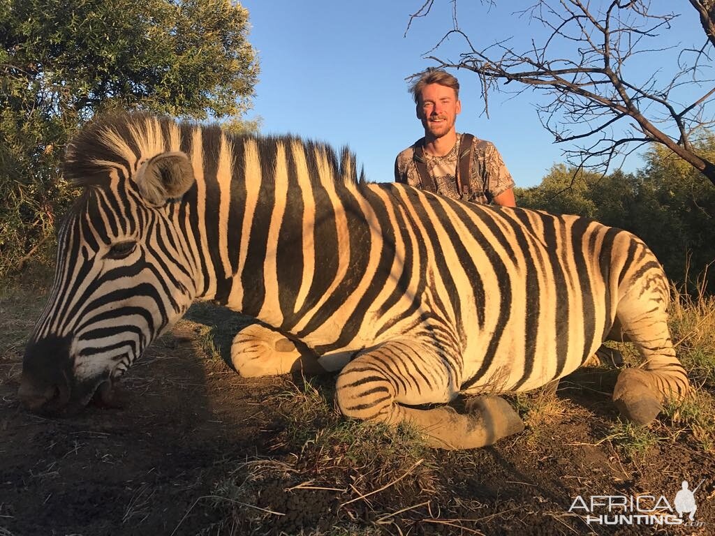 South Africa Burchell's Plain Zebra Hunting