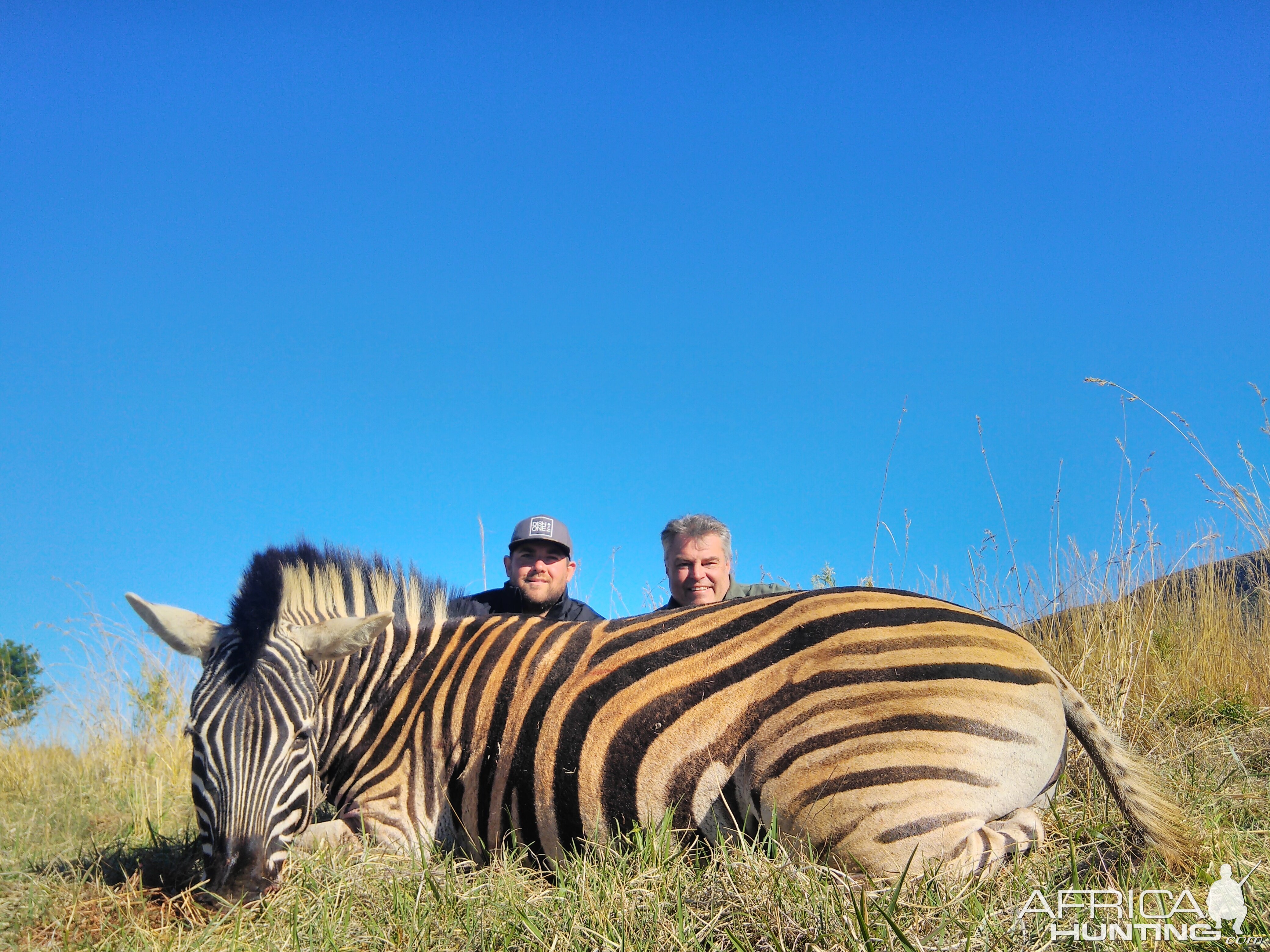 South Africa Burchell's Plain Zebra Hunting