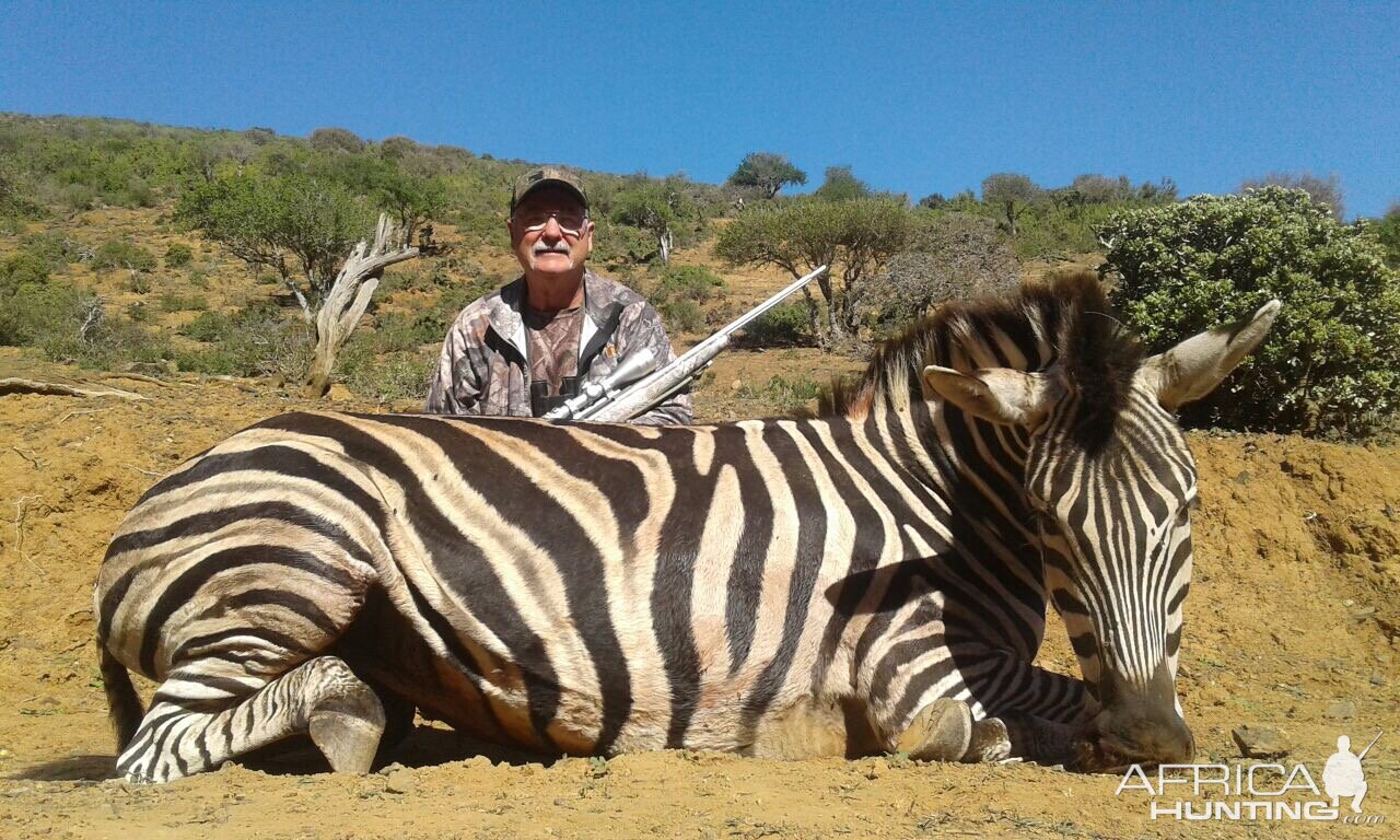 South Africa Burchell's Plain Zebra Hunting