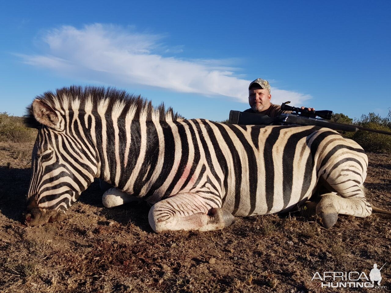 South Africa Burchell's Plain Zebra Hunting