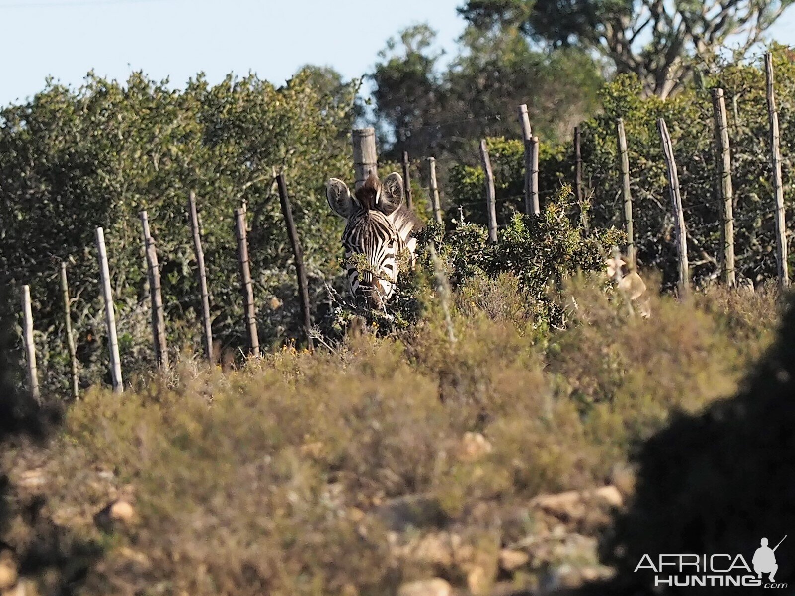 South Africa Burchell's Plain Zebra