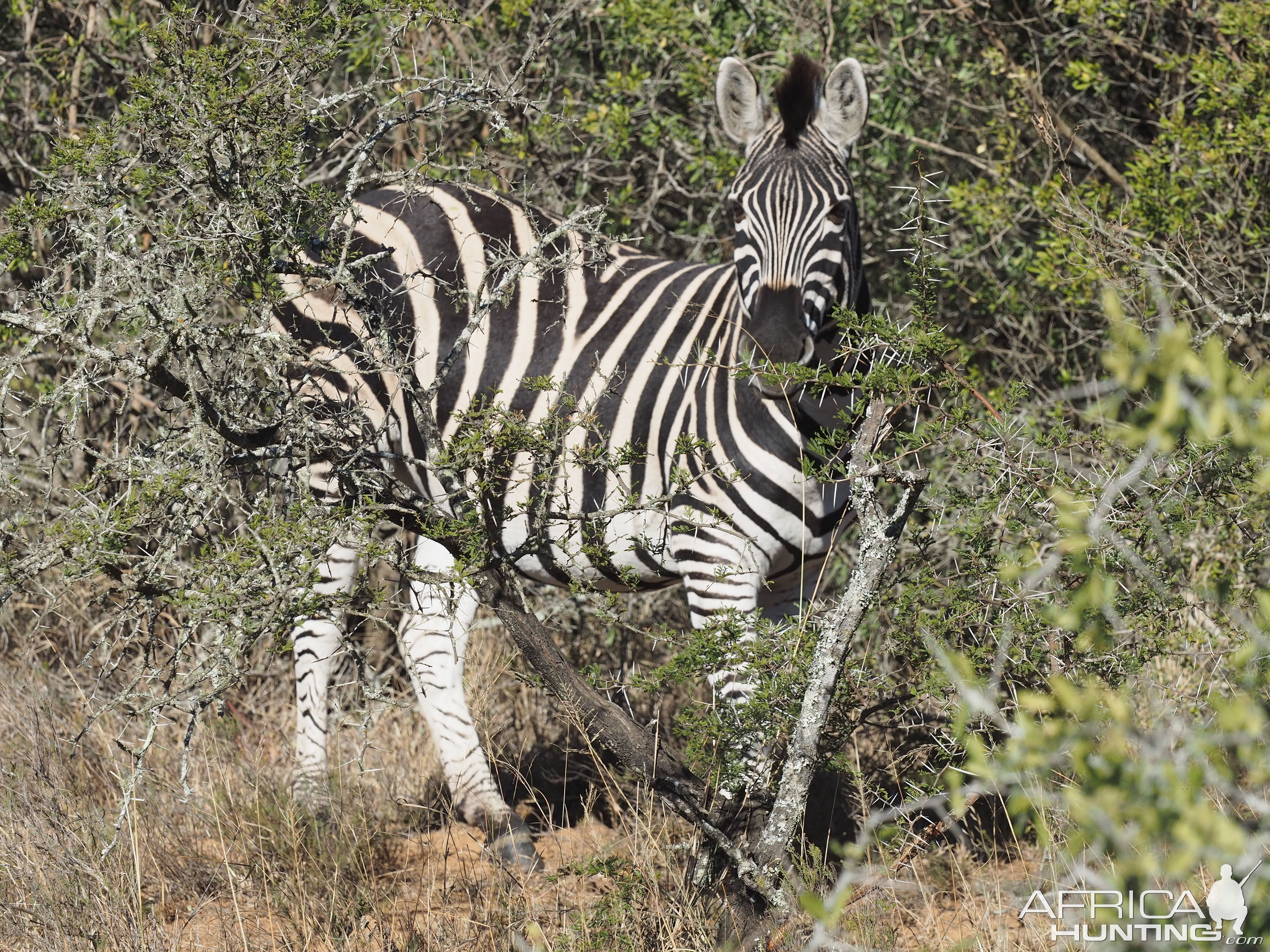 South Africa Burchell's Plain Zebra