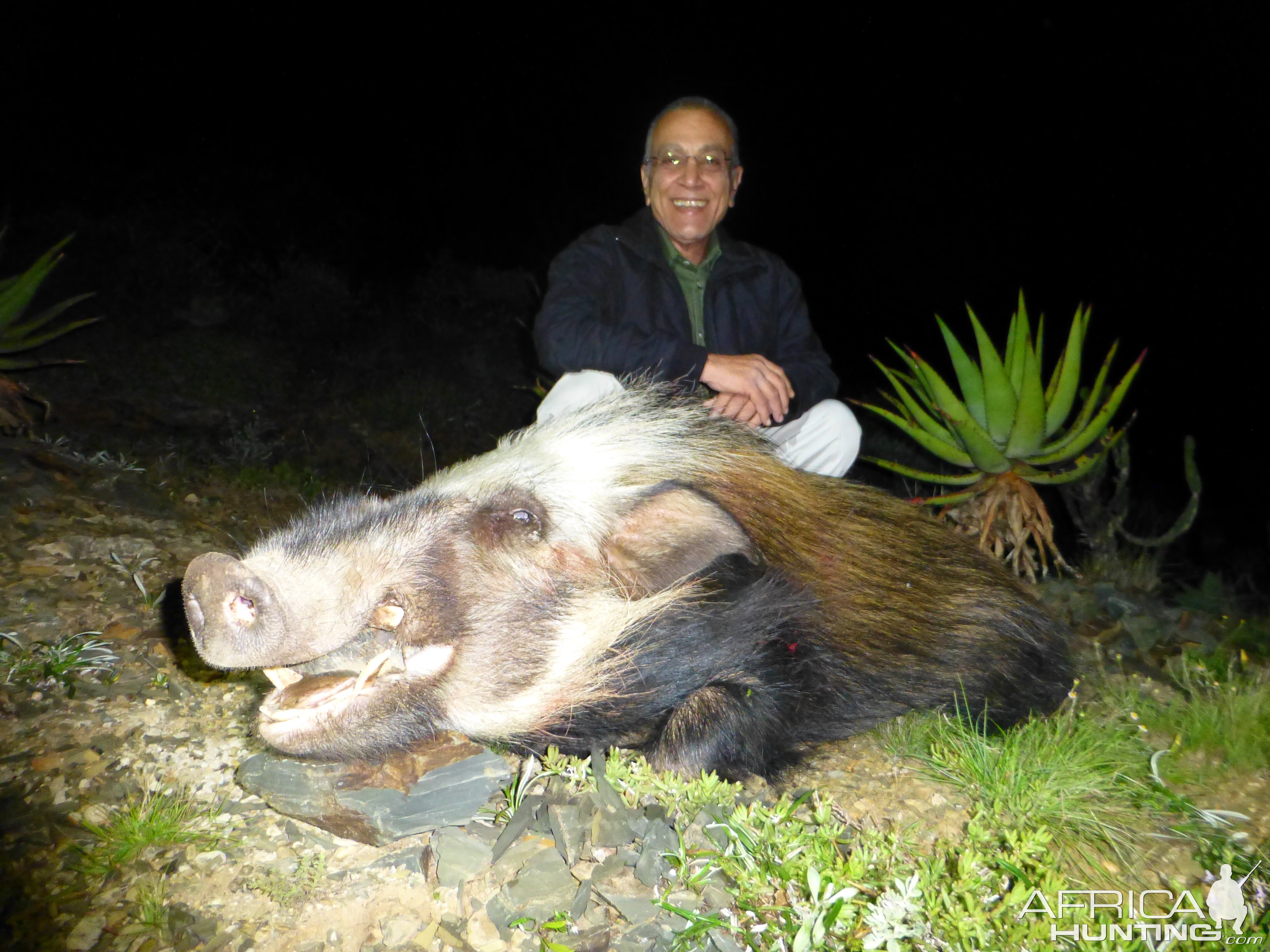 South Africa Bushpig  Hunting