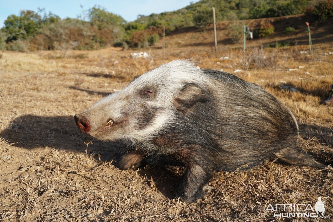 South Africa Bushpig  Hunting