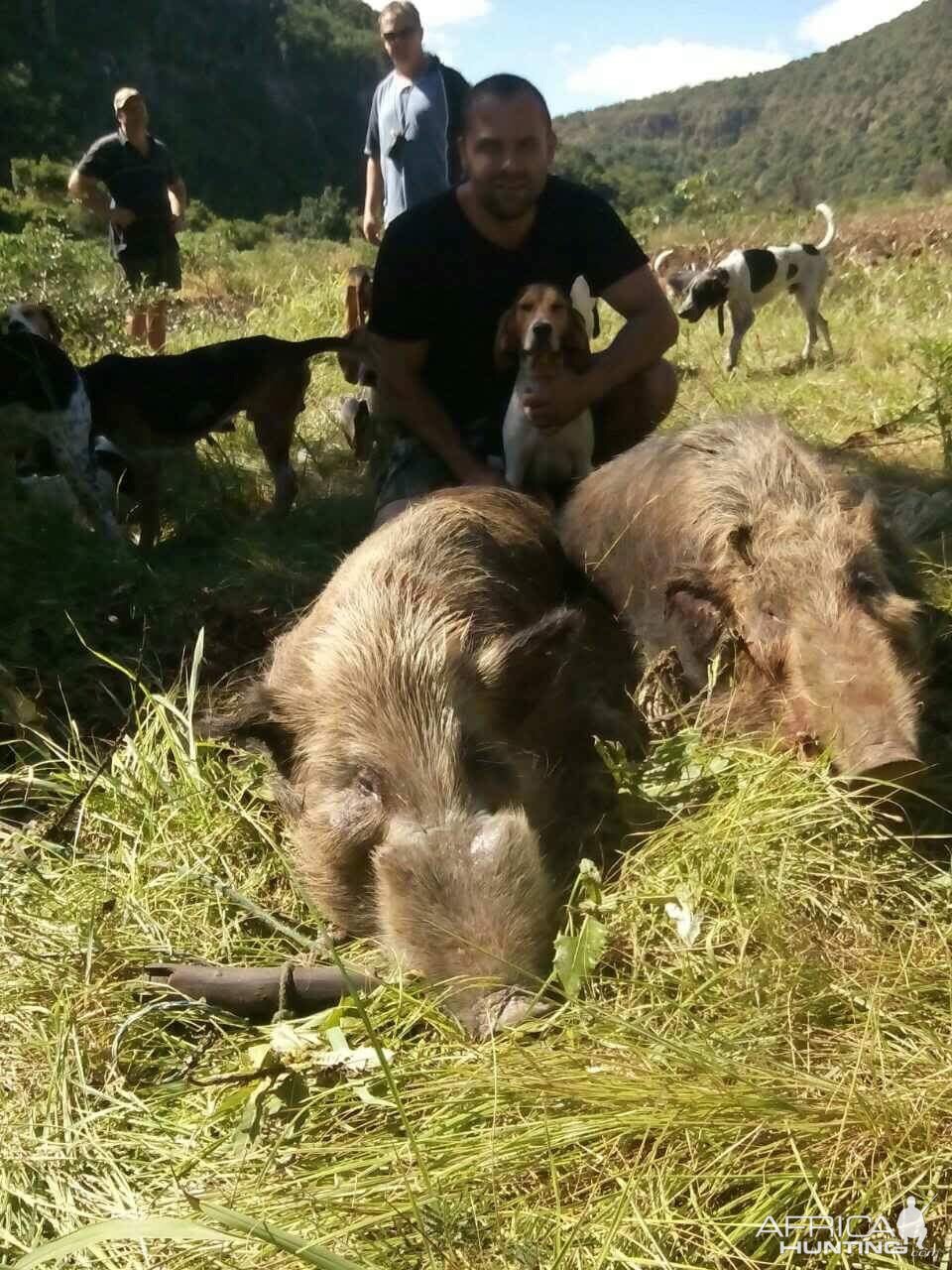 South Africa Bushpig Hunting