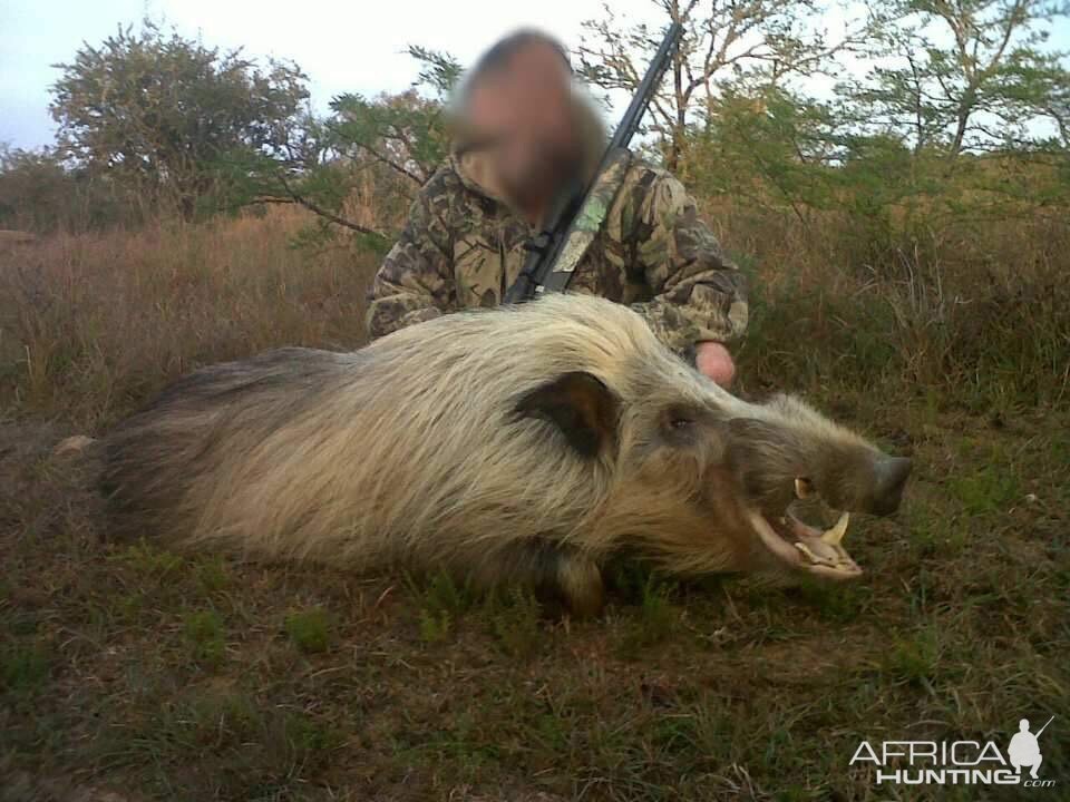 South Africa Bushpig  Hunting