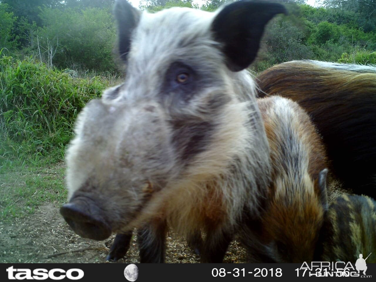 South Africa Bushpig