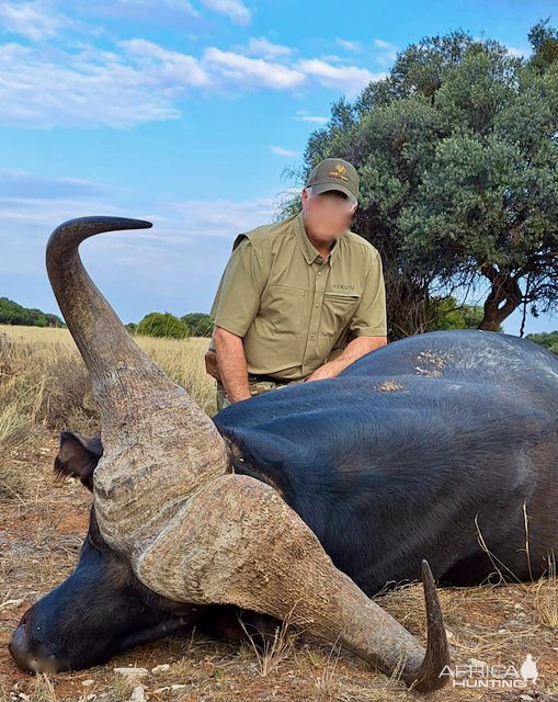 South Africa - Cape buffalo - Game Trackers Africa Rockwood Conservation