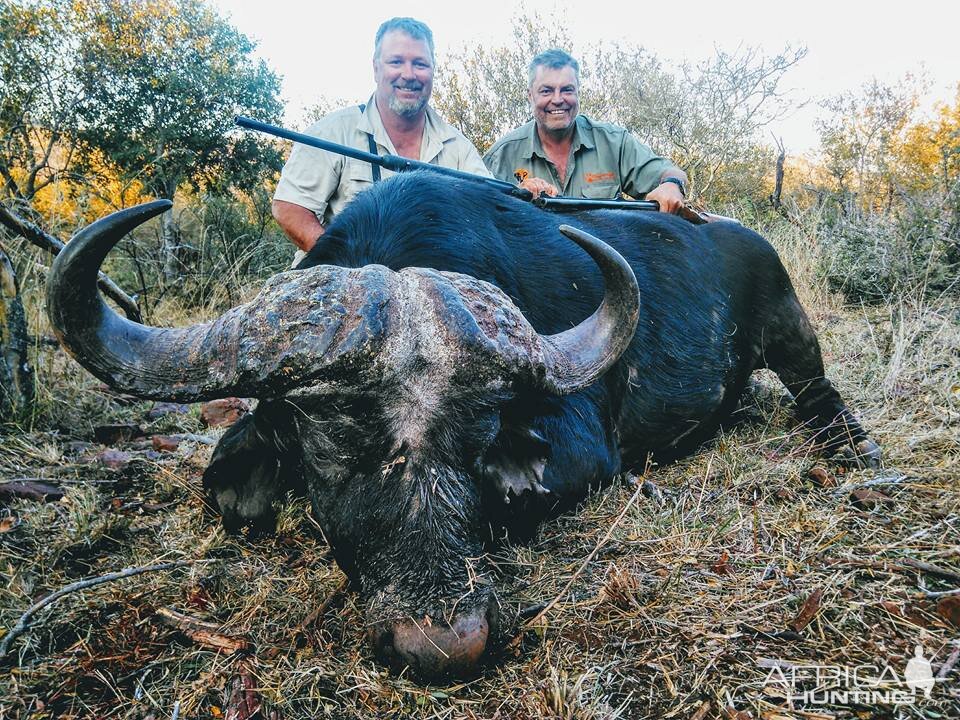 South Africa Cape Buffalo Hunt