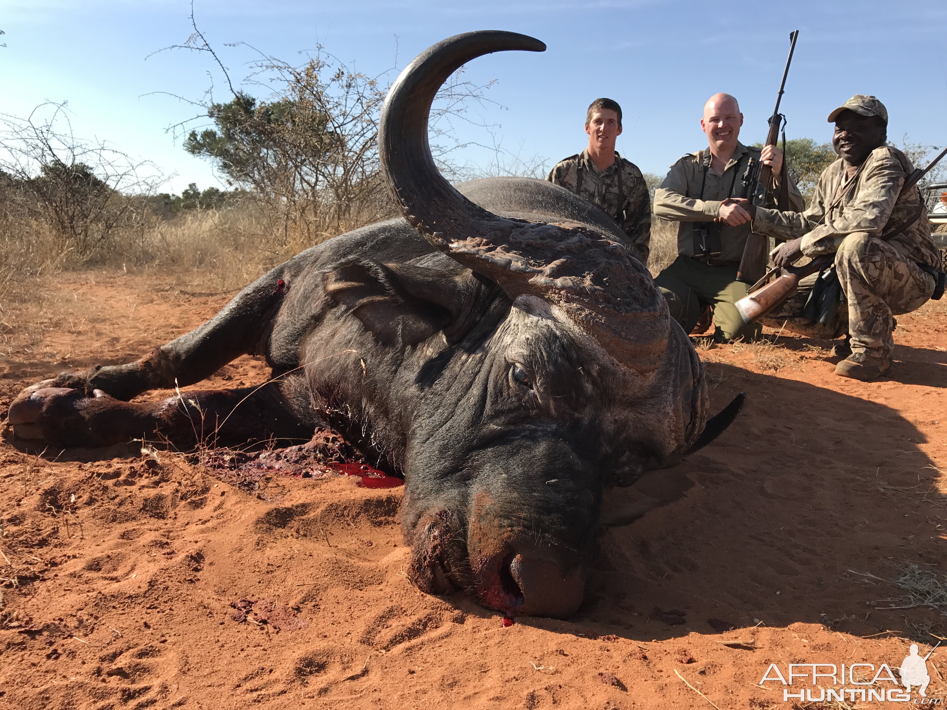 South Africa Cape Buffalo Hunt