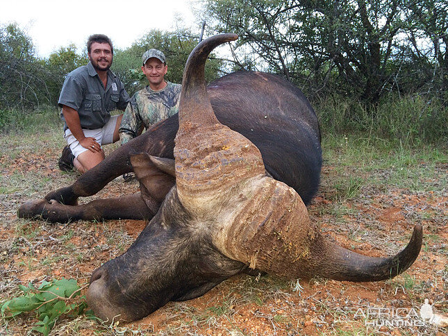 South Africa Cape Buffalo Hunt