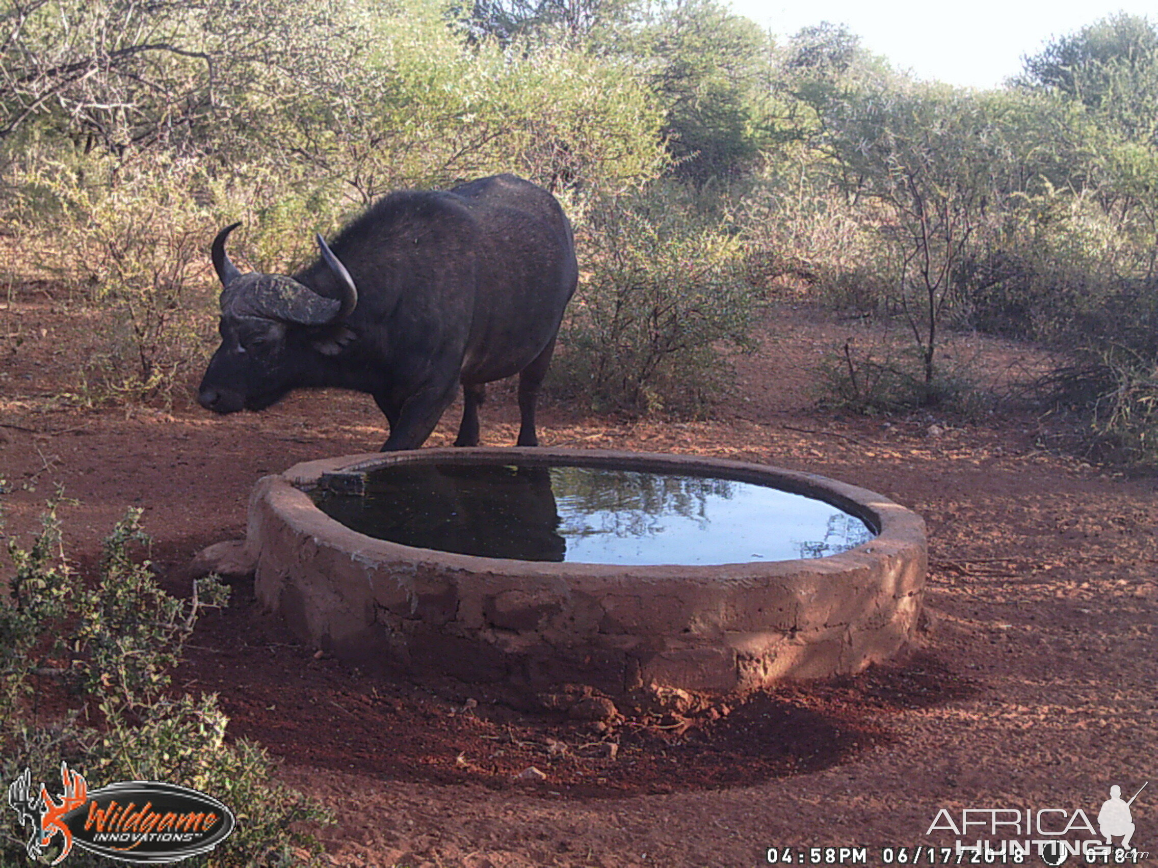 South Africa Cape Buffalo Trail Cam Pics