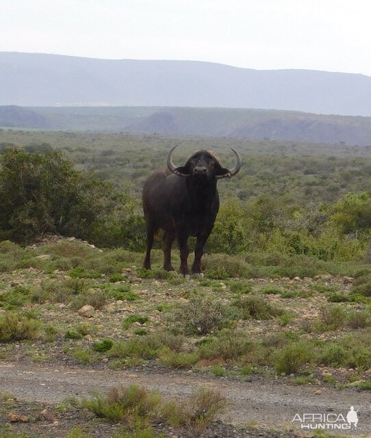 South Africa Cape Buffalo