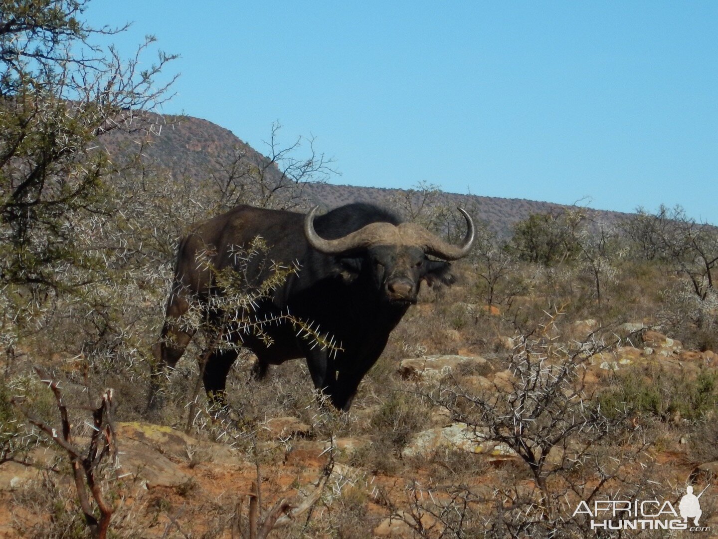 South Africa Cape Buffalo