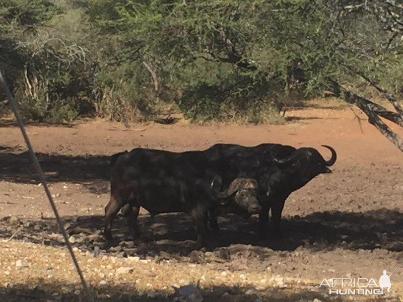 South Africa Cape Buffalo