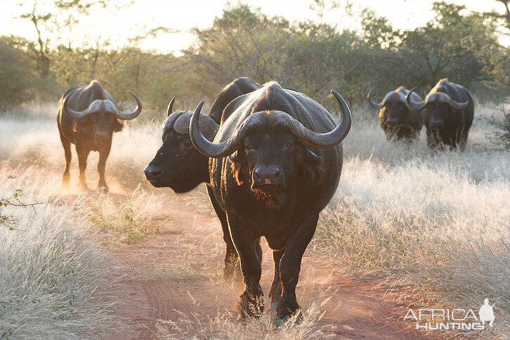 South Africa Cape Buffalo