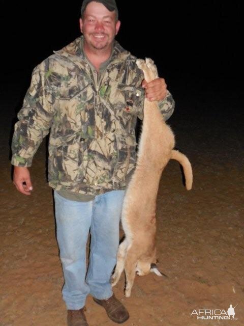 South Africa Caracal Hunting