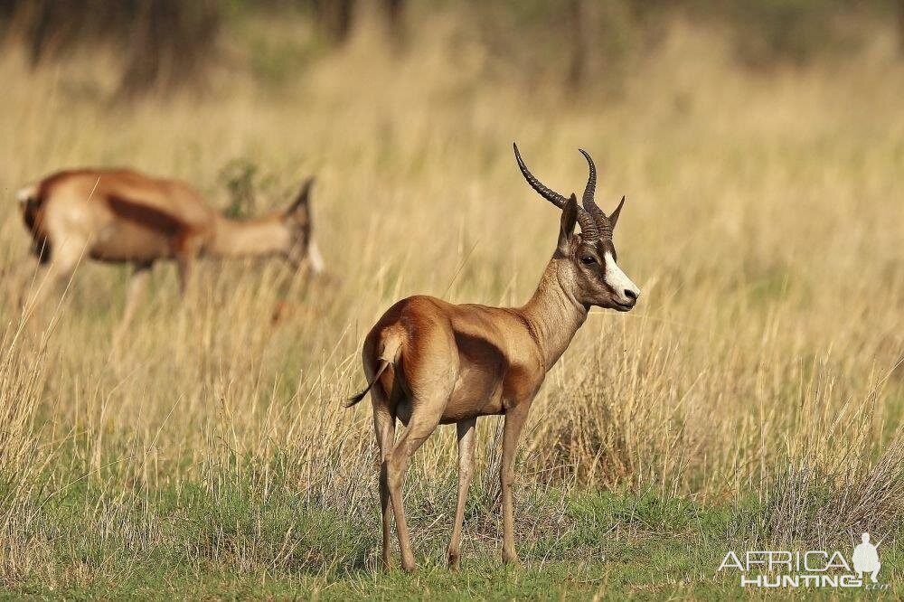 South Africa Copper Springbok