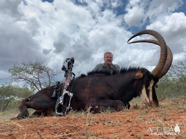 South Africa Cross Bow Hunt Sable Antelope