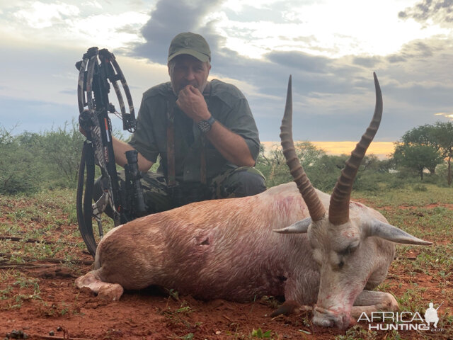 South Africa Cross Bow Hunting White Blesbok