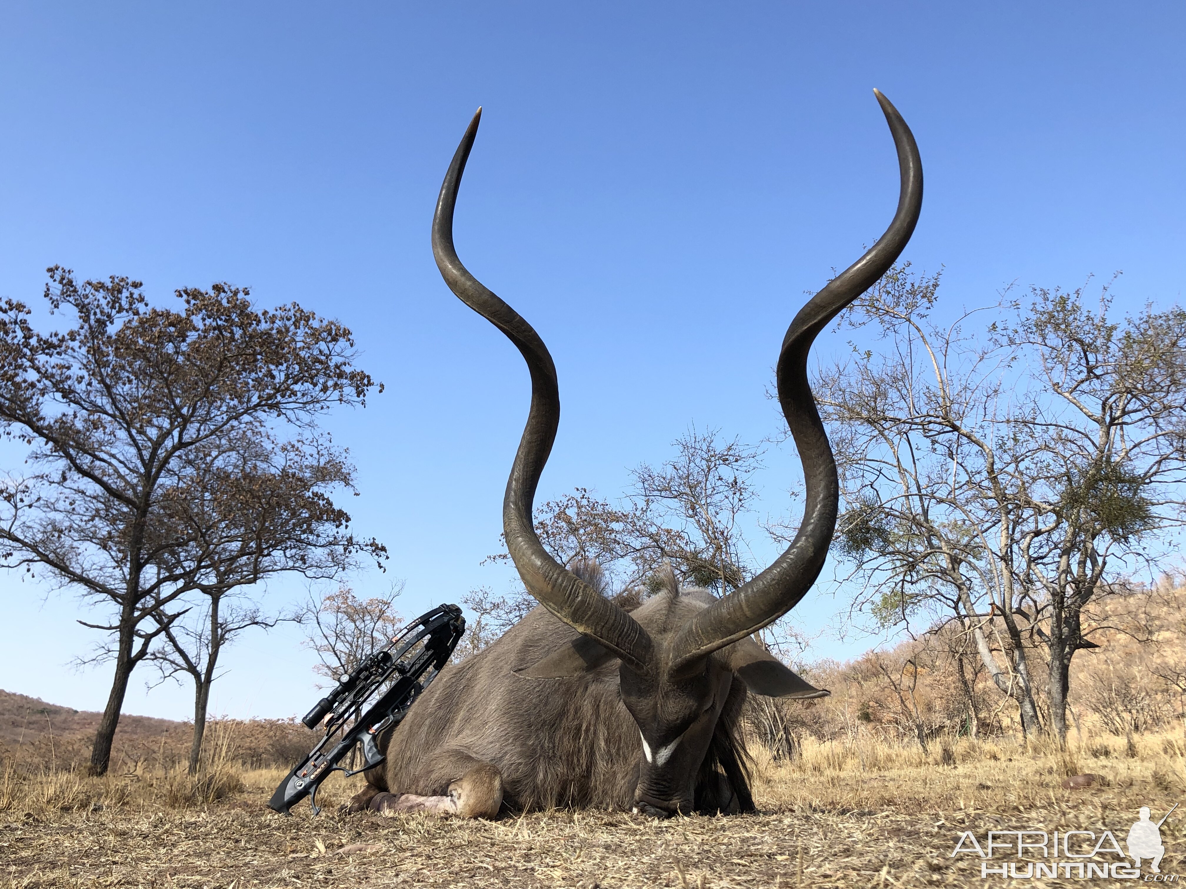 South Africa Crossbow Hunting Kudu