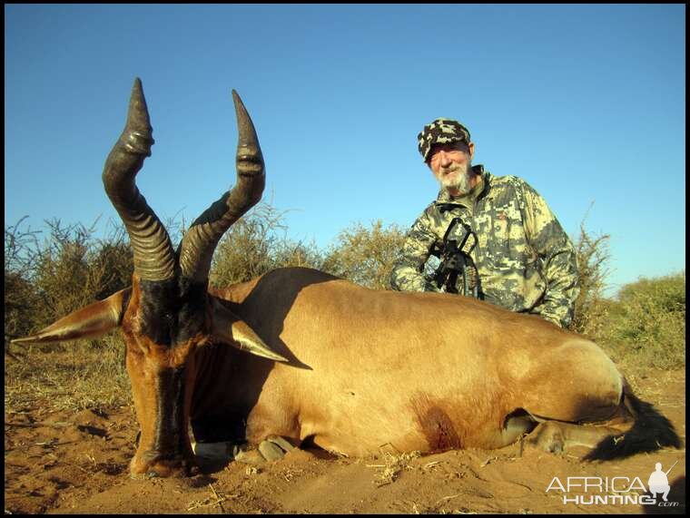 South Africa Crossbow Hunting Red Hartebeest