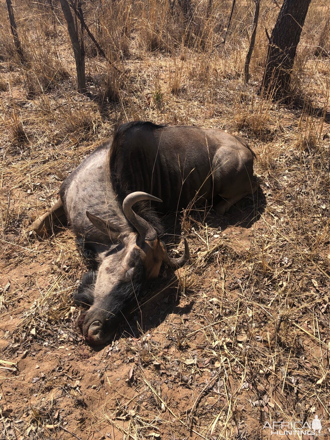 South Africa Cull Hunting Blue Wildebeest